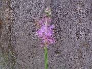 Scilla chinensis
